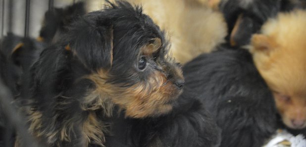 Close up of puppy rescued from illegal trade at Ho
